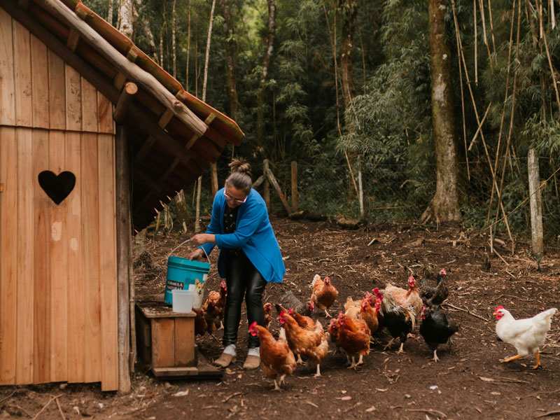 Daily Chicken Care Made Easy