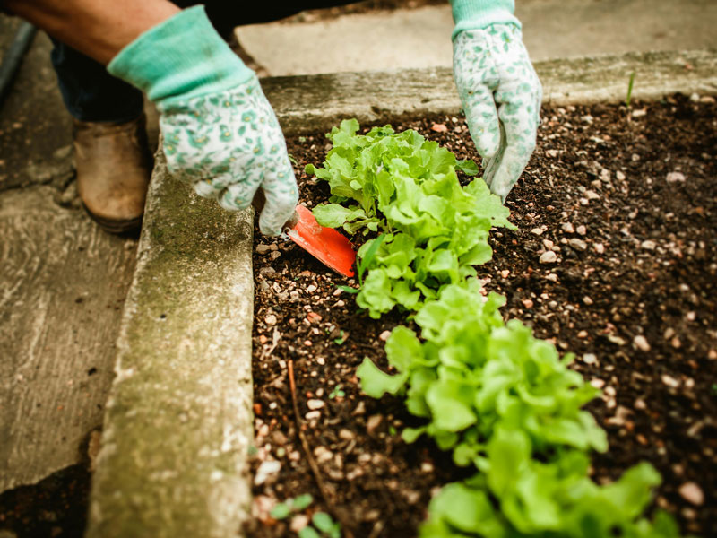 Starting a Backyard Garden